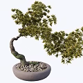 potted modeling tree 3d model