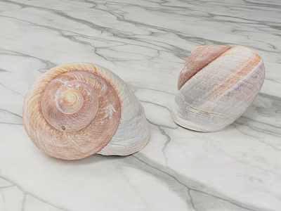 Two Natural Aquatic Animal Shells With Spiral Pink And White Patterns On Smooth Marble Surface 3d model