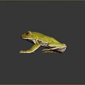Green Tree Frog With Red Eyes Long Legs And Shiny Skin On Dark Background