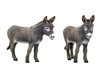 Two Gray Donkeys Standing Together With Upright Ears White Fur Around Eyes On White Background 3d model