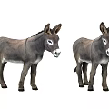 Two Gray Donkeys Standing Together With Upright Ears White Fur Around Eyes On White Background