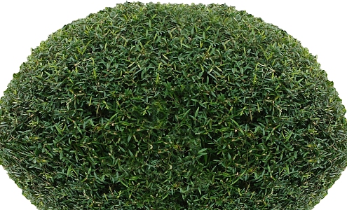 green plant shrub ball 3d model