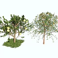Healthy Fruit Trees as Agricultural Crops with Green and Yellow Fruits Growing on Grass