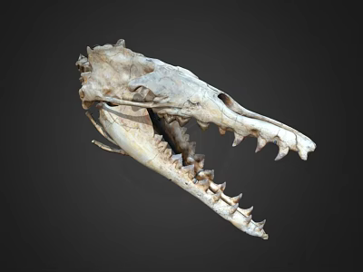 Crocodile Skull Skeleton With Sharp Teeth And Anatomical Details On Dark Background 3d model