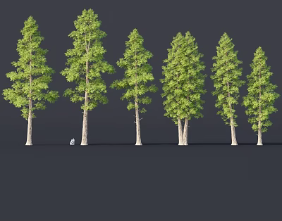 Arbor Trees with Tall Trunks and Lush Green Foliage Varied Species Arranged in a Row 3d model