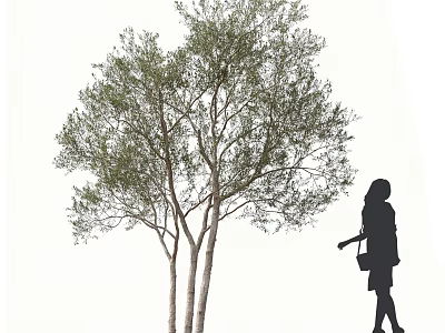 Tall Tree With Multiple Trunks And Green Leaves Alongside Female Silhouette Carrying Bag 3d model