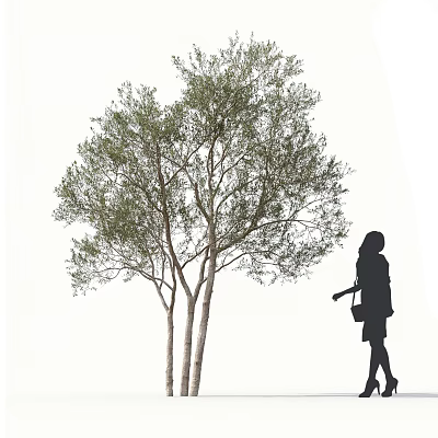 Tall Tree With Multiple Trunks And Green Leaves Alongside Female Silhouette Carrying Bag 3d model