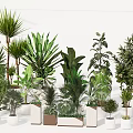 Diverse Indoor Potted Plants In Stylish Ceramic Pots For Home Decor