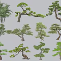Different Arbor Tree Species Including Pine Palm And Fir With Unique Shapes 3d model