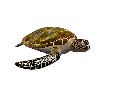 Marine Aquatic Sea Turtle With Golden Brown Patterned Shell And Detailed Flippers 3d model