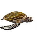 Marine Aquatic Sea Turtle With Golden Brown Patterned Shell And Detailed Flippers