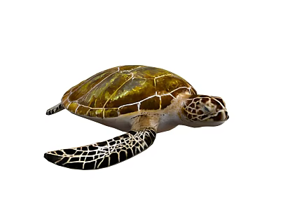 sea turtle marine animal 3d model