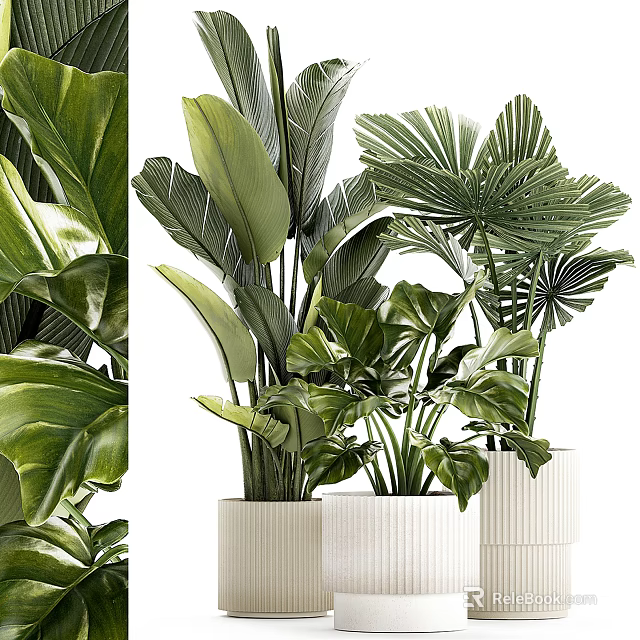 Indoor Potted Plants with Various Lush Green Leaves in White Ceramic Pots for Home Decor 3d model 
