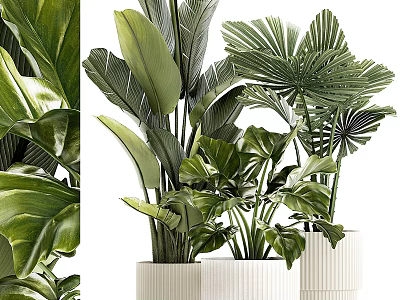 Indoor Potted Plants with Various Lush Green Leaves in White Ceramic Pots for Home Decor 3d model