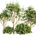 Lush Green Arbors with Dense Foliage Multiple Trunks and Surrounding Low Shrubs