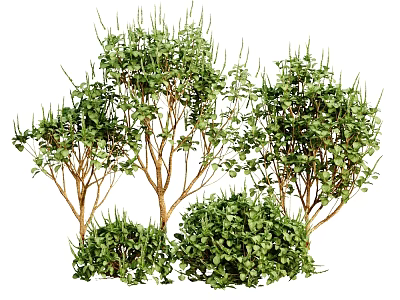 Lush Green Arbors with Dense Foliage Multiple Trunks and Surrounding Low Shrubs 3d model