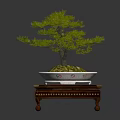 Beautiful Bonsai Pine Tree in Decorative White Pot on Carved Wooden Stand with Ornate Design