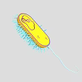Detailed Yellow Oval Microorganism With Hair Like Structures And Long Tail
