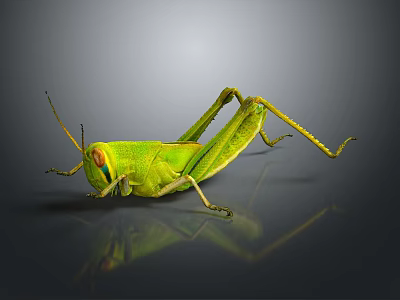 Green Grasshopper With Vibrant Green Body On Dark Reflective Surface Showing Detailed Legs 3d model