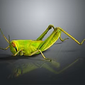 Green Grasshopper With Vibrant Green Body On Dark Reflective Surface Showing Detailed Legs