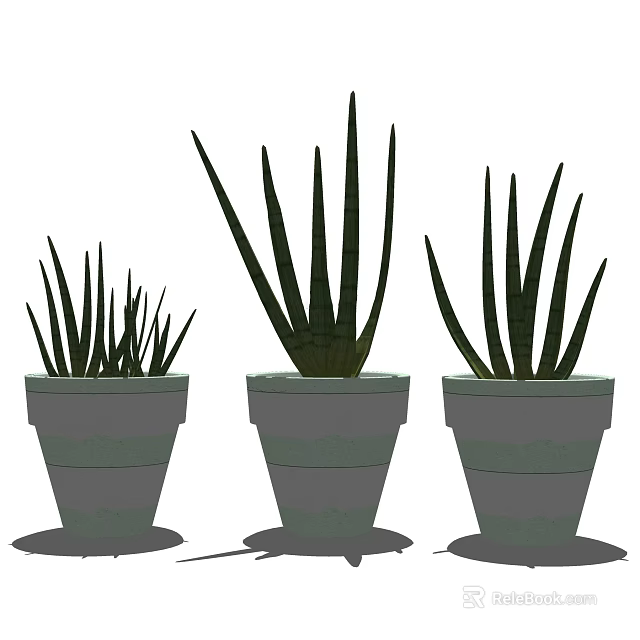 Aloe Vera Potted Plants with Slender Leaves in Gray Pots of Different Sizes 3d model 