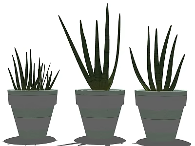 Aloe Vera Potted Plants with Slender Leaves in Gray Pots of Different Sizes 3d model