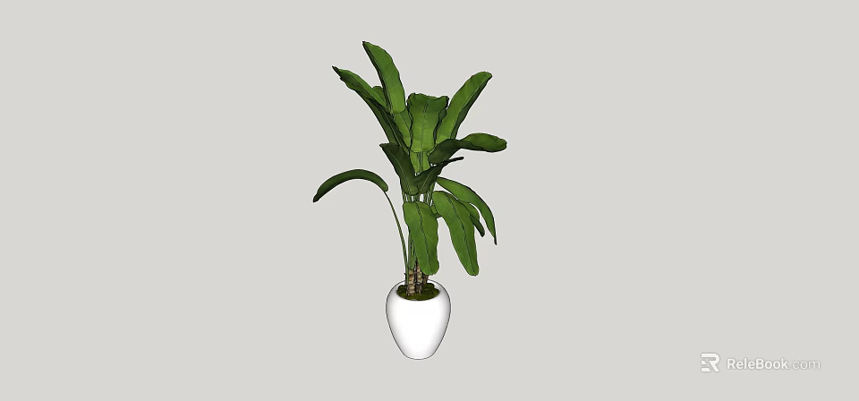Potted Plant With Large Green Leaves In White Round Pot For Indoor Decor 3d model 