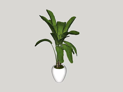 Potted Plant With Large Green Leaves In White Round Pot For Indoor Decor 3d model