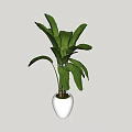 Potted Plant With Large Green Leaves In White Round Pot For Indoor Decor