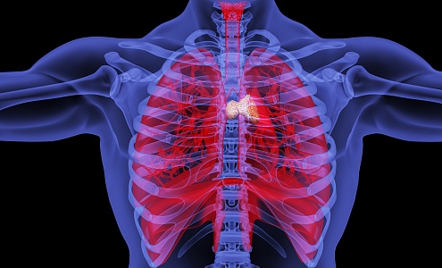 modern human thymus 3d model