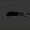 Detailed Maroon Rhinoceros Beetle With Large Curved Horn On Dark Background