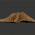Close Up View Of Brown Starfish With Detailed Textured Surface On Dark Background