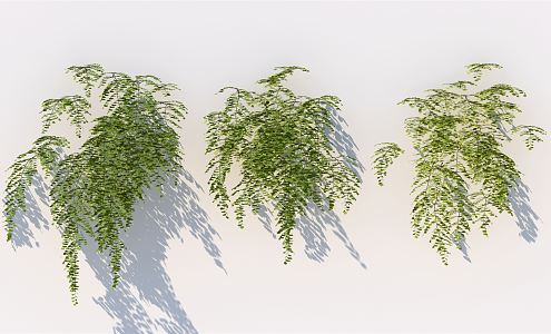 Modern vine climbing wall plant 3d model