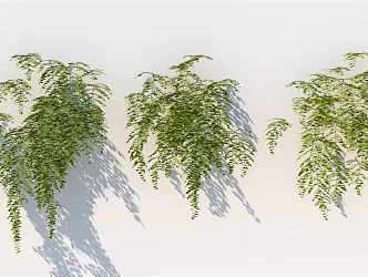 Modern vine climbing wall plant 3d model