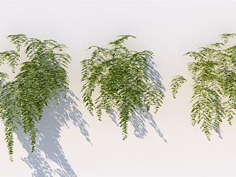 Modern vine climbing wall plant 3d model