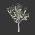 Joshua Tree With Green Spiky Leaves And Branched Rough Trunk Isolated On Dark Background