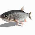 Silver Scaled Aquatic Fish With Large Eyes And Light Colored Fins 3d model
