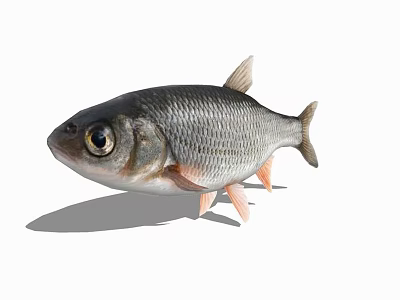 Silver Scaled Aquatic Fish With Large Eyes And Light Colored Fins 3d model