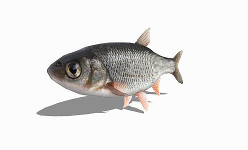 Modern Tilapia Animal Tilapia 3d model