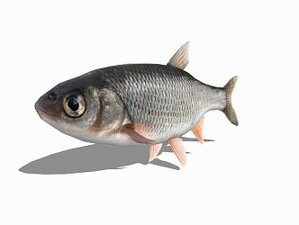 Modern Tilapia Animal Tilapia 3d model