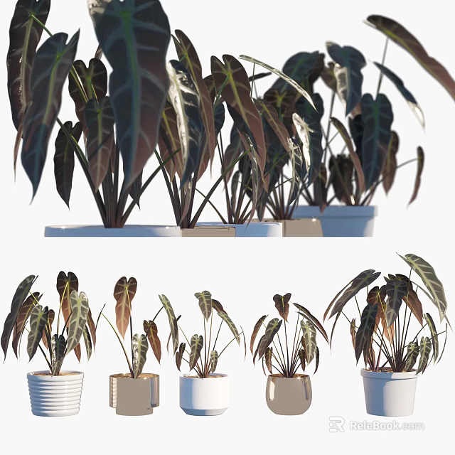 Lush Tropical Potted Plants With Vibrant Foliage And White Ceramic Pots 3d model 