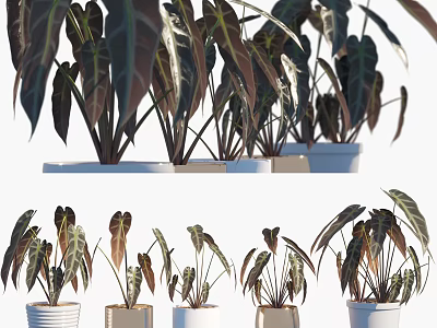 Lush Tropical Potted Plants With Vibrant Foliage And White Ceramic Pots 3d model