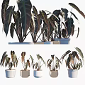 Lush Tropical Potted Plants With Vibrant Foliage And White Ceramic Pots