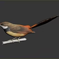 Colorful Bird With Brown Body And Orange Tail Perched On White Branch Side View