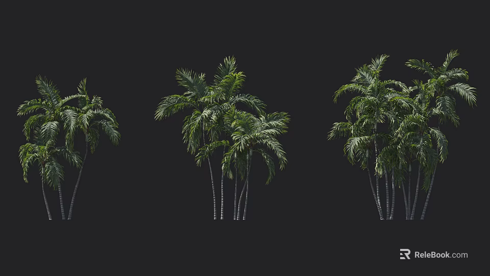 Tall Tropical Palm Trees With Lush Green Leaves Grouped Against Black Background 3d model 