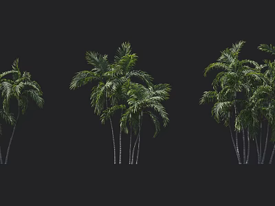 Tall Tropical Palm Trees With Lush Green Leaves Grouped Against Black Background 3d model