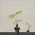 Indoor Bonsai Potted Plants With Two Sizes Fern Leaves And Wooden Black Pots