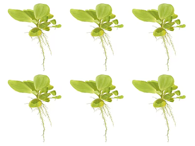 Aquatic Plants with Green Leaves and Long Roots Arranged on White Background 3d model