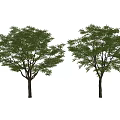 Two Green Leafy Arbor Trees With Brown Trunks Displayed On White Background 3d model