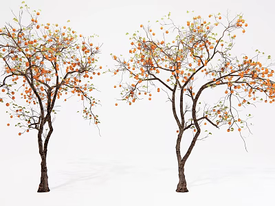 Two Tall Trees with Orange Fruits and Green Leaves on White Background 3d model